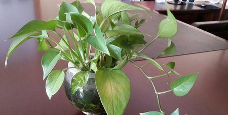 土壤不肥， 营养跟不上了