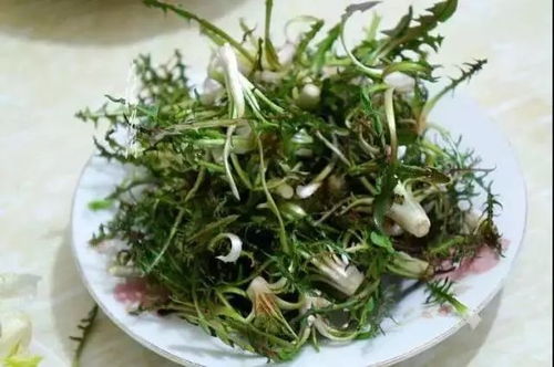 蒲公英的药用价值有哪些？具体能治疗哪些疾病