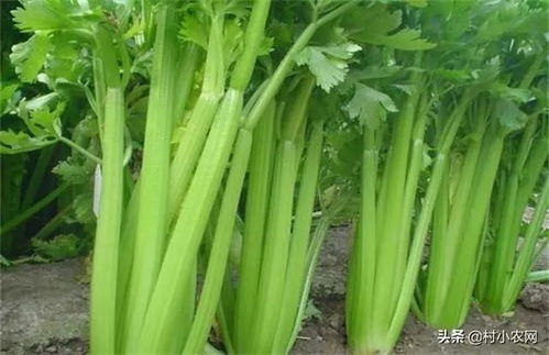 夏天到啦！河南种菜哪家强？