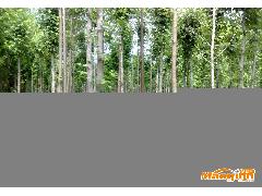 6. 枫树：秋天的红颜知己