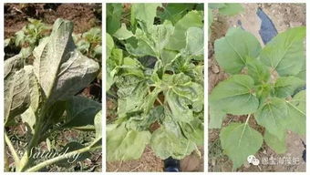 兑水浇花行不行？