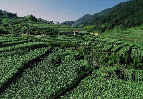 高山四季豆价格突破历史新高，引发市场关注