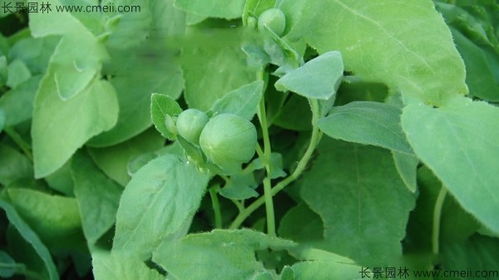 蕞佳播种时间的选择