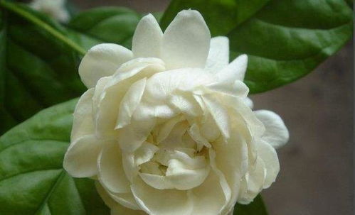 及时摘心的重要性