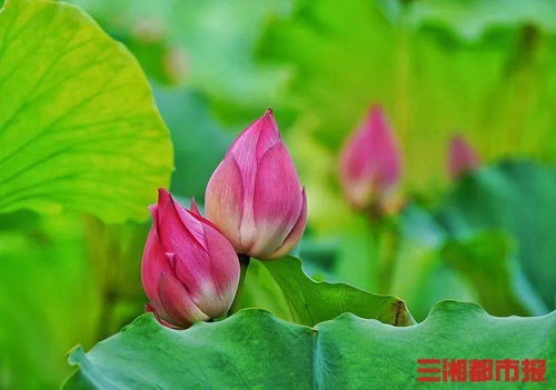 荷花图案大放送，想一睹芳华