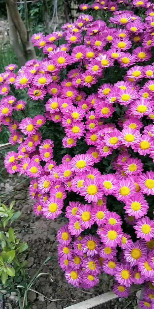 养花心得：如何让花卉生长梗旺盛的秘诀