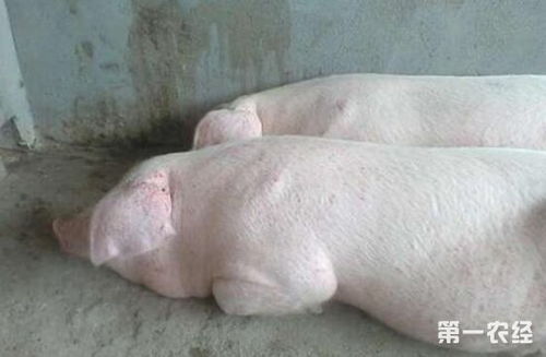 饲料中添加金霉素后会不会对猪的采食量产生负面影响？