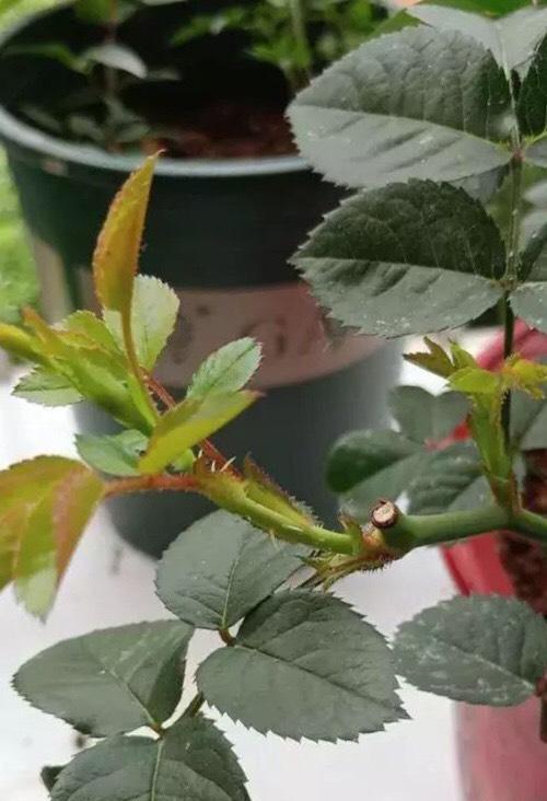 僵苗的处理方法