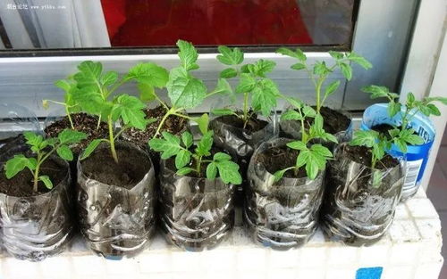 花盆里的菜叶子发黄的原因分析