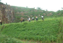 植物小英雄：紫穗槐