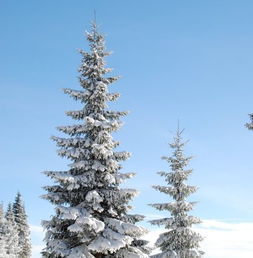 北方冬天雪松嫩种吗？聊聊这个话题