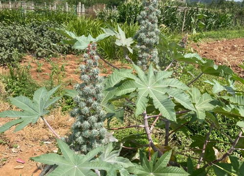 湖南：从苎麻种植到蓖麻新机遇