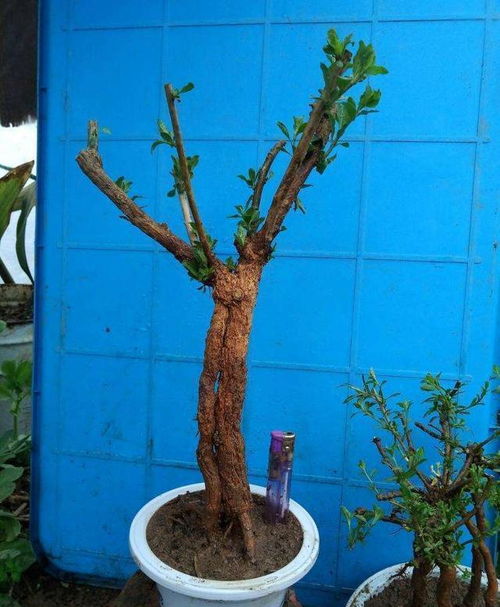 在野外如何寻找合适的盆景树？这些树木生长在哪些特殊环境中