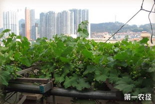 葡萄盆栽种植技巧，如何让果实累累