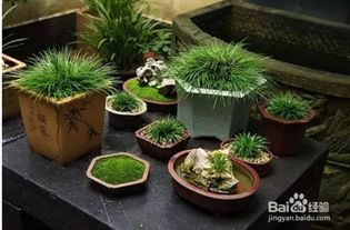 菖蒲冬天浇水，要注意这些细节哦！