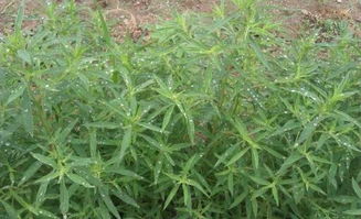 双：荠菜长什么样