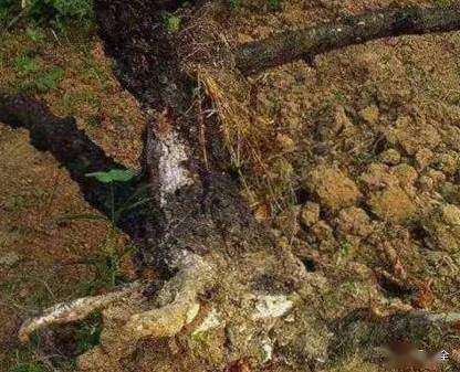 根部病害的处置方法