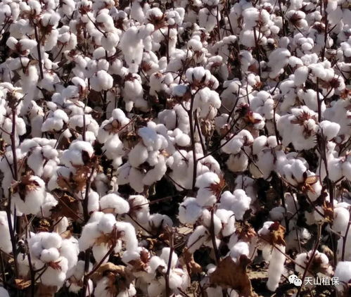 棉花脱叶剂喷施，脱叶效果揭秘！