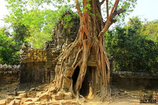 千年古槐的传说