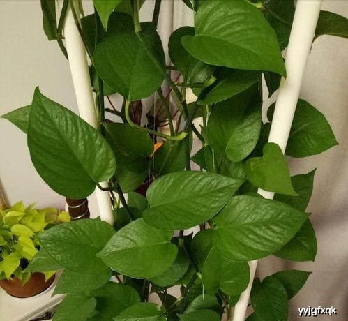 绿萝成长小秘密：叶子与藤蔓的先后顺序