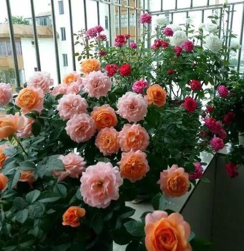施肥不当， 花苞难开