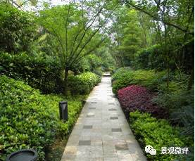 防风效果好的苗木