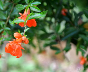 种植方法， 掌握自然规律