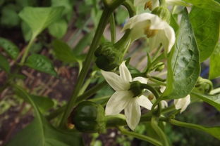 特殊品种的种植窗口期