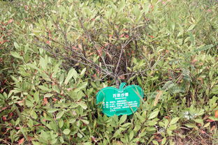 陇东红胶土的试验