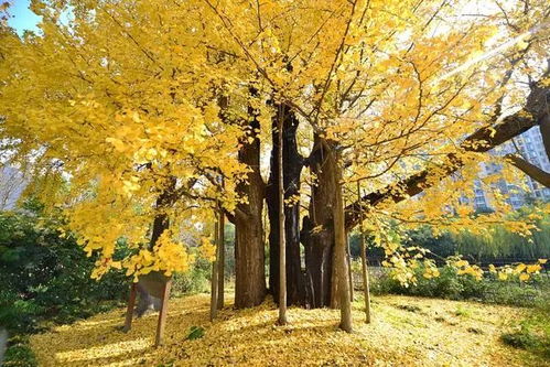 这棵树到底是不是银杏树呢？