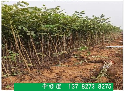 草甘膦浇在核桃树干上的危害：可能导致树木死亡