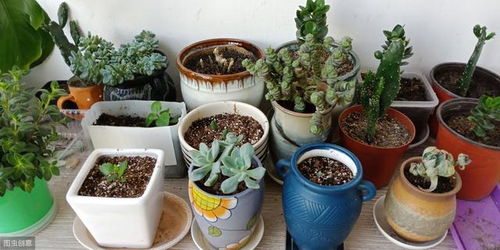 生根粉，促进根系生长