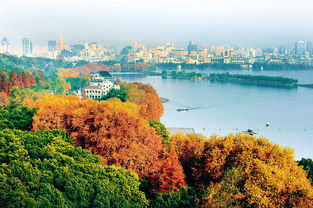 大叶树木的世界