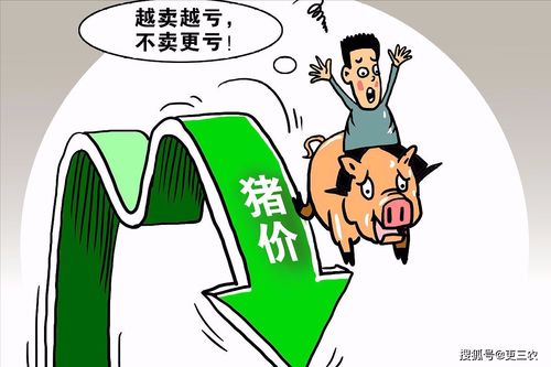 猪价飙升遇瓶颈，养猪户谋出路