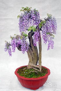 第五步：蟠扎造型，增加艺术感