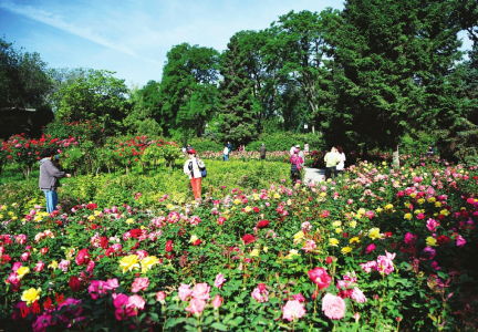 月季文化节闭幕啦，你还记得那些精彩吗？