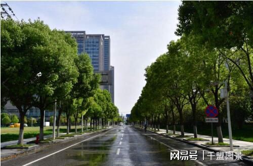 城市道路两旁的绿化带， 那些绿意盎然的守护者