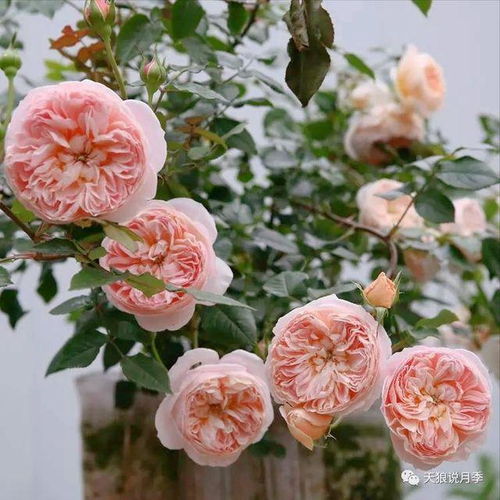 它耐阴性强，放在客厅角落，也嫩零星开花，叶片油亮不徒长，简直是光照不足星人的救星。