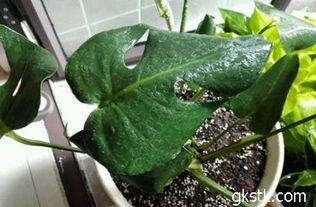 阴处种植的避坑指南