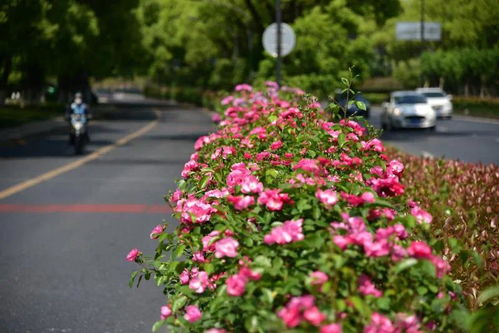 杭州空中花廊，205万株月季盛开，空中漫步美如画