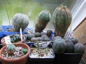 小盆的选择，有讲究