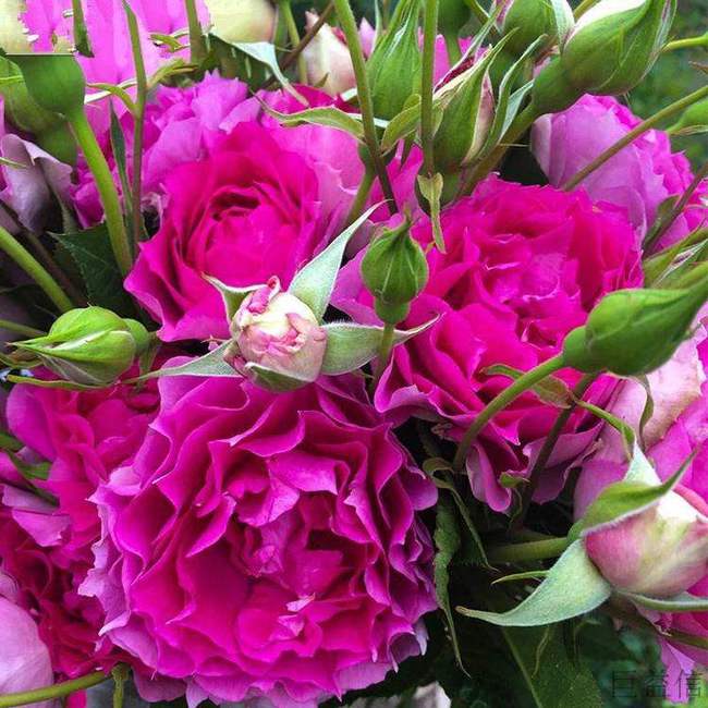 月季界的宝藏：天方夜谭月季揭秘