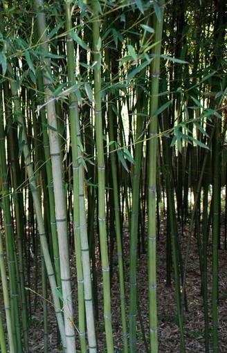 水竹竹的功效，让人眼前一亮！