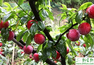 李子彭大膨胀现象解析