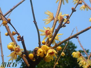 养护要点：阳光与水分