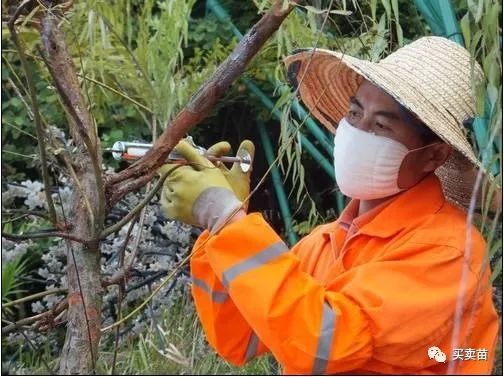 叶面喷肥， 讲究技巧