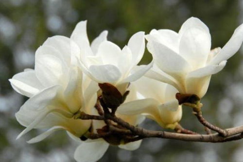 种玉兰就像谈恋爱：光有热情不够，得懂方法！