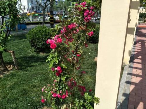 木香花：木质香气， 独特迷人