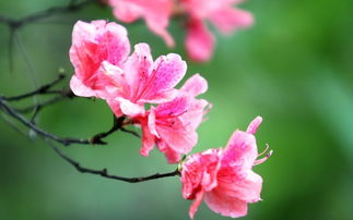 杜鹃花盆景的养成之道：从选苗到养护的点点滴滴