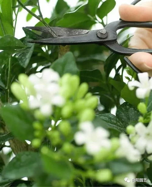 白兰花盆栽养护要点：了解其生长习性